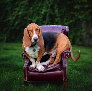 hound dog