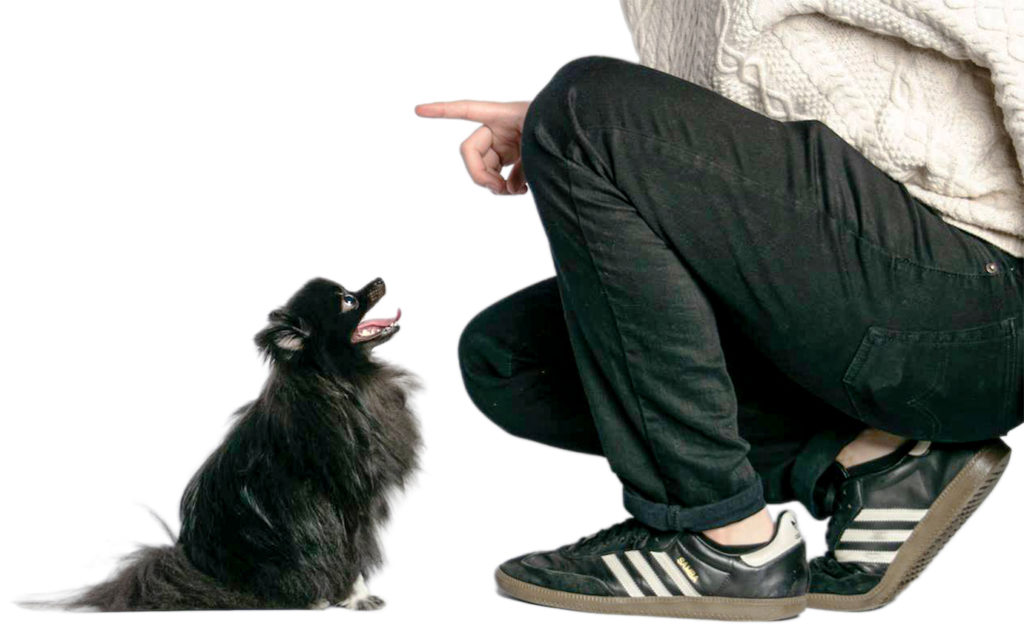 Pomeranian dog photo tips