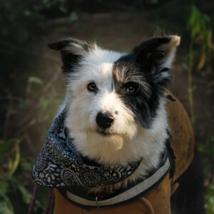 black and white border collie