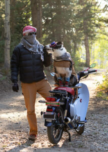 border collie dog on scooter