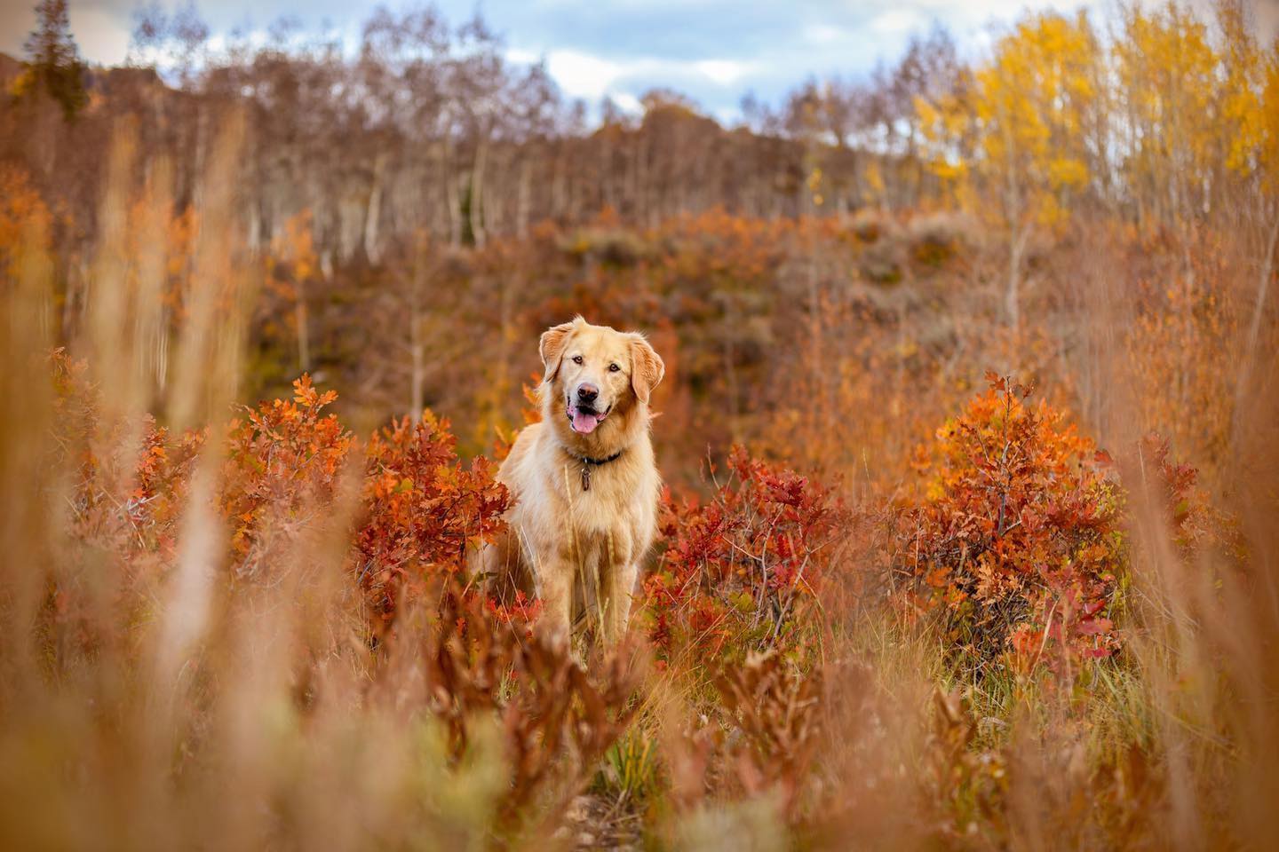 Autumn